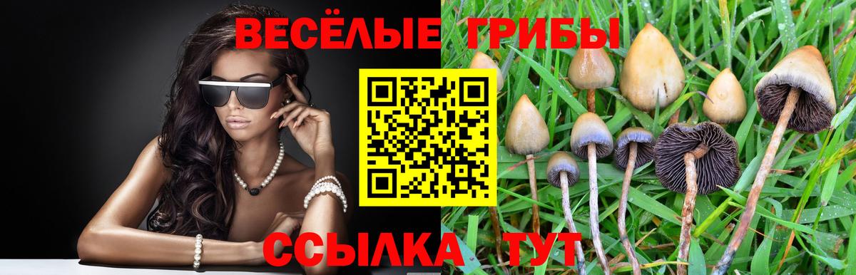 Псилоцибиновые грибы GOLDEN TEACHER  Псилоцибиновые грибы GOLDEN TEACHER  Моздок  Вход с VPN 